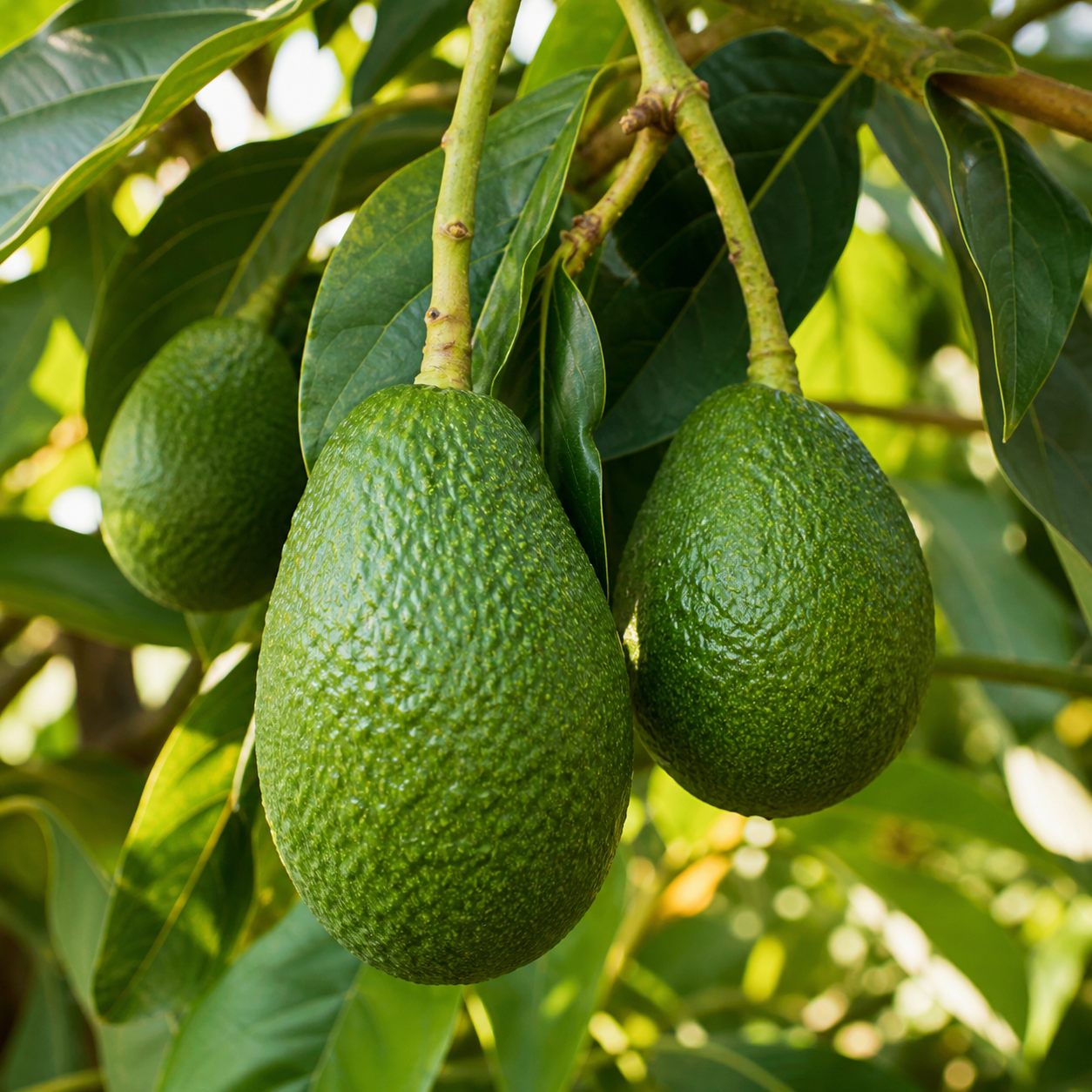 Avocados growing on a tree