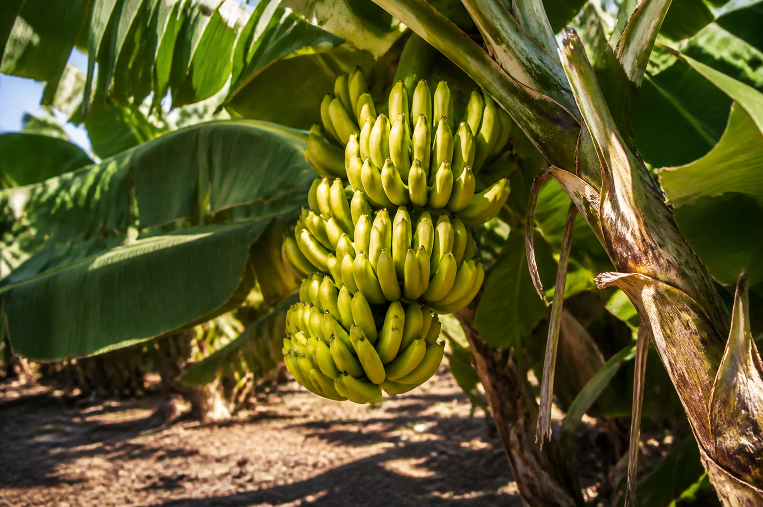 A bunch of bananas growing on the plant